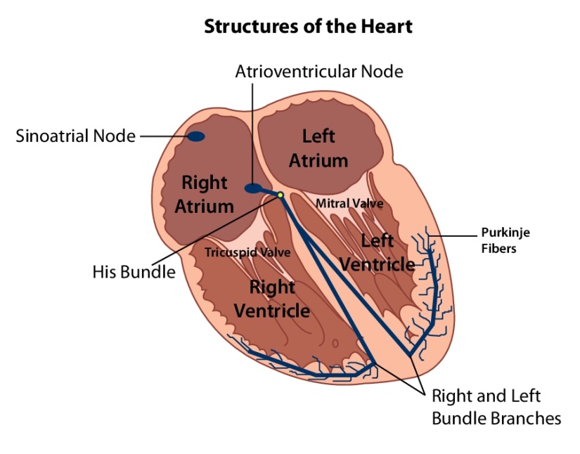 heart-arrhythmias-physiopedia